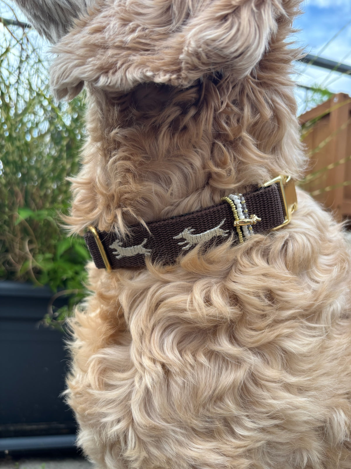 Halsband Ludwig Creme | Kakao