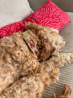 Halsband Otto Rot | Creme